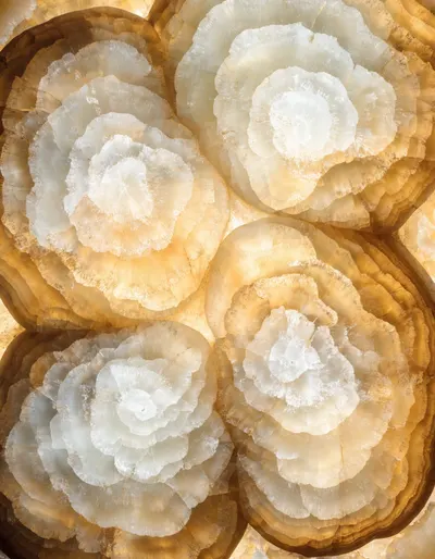 A polished slab of Egyptian honey alabaster, flower cut into blooming, cloud-like amber figures